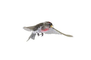 Poster - bird in flight  Common Redpoll isolated on white background