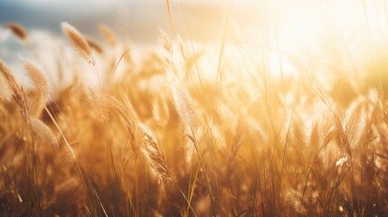 Wall Mural - Sun-drenched meadow in summer, golden light 