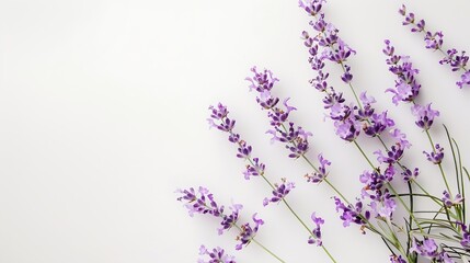 Wall Mural - Branches of beautiful lavender flowers on white background : Generative AI