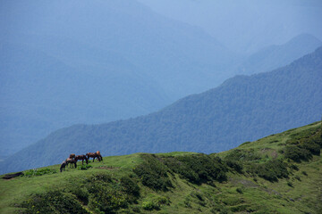 mountain summer landscape with horses against the backdrop of the Caucasus mountains