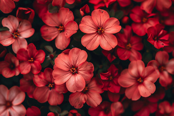 Wall Mural - Close up of small red flowers on the ground, top view, dark background, high resolution photography