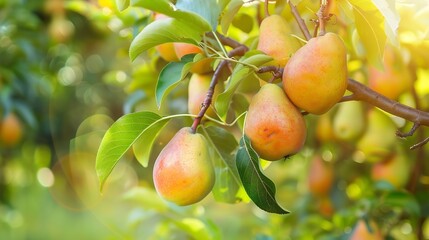 Poster - Bunch of ripe pears on tree branch Nature background : Generative AI