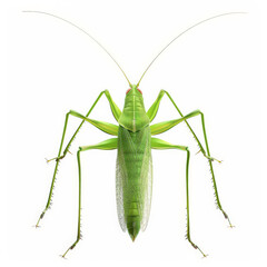 Wall Mural - A detailed view of a vibrant green katydid with long antennae, isolated on white background