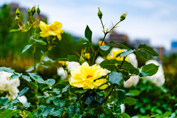 Sticker - yellow flowers and sky