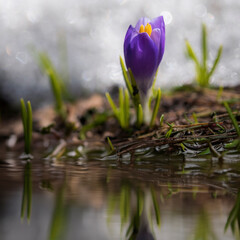 Canvas Print - spring crocus flowers