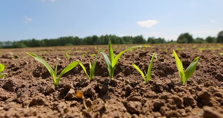 Wall Mural - new corn crop in the field in spring, corn sprouts in sunny spring weather