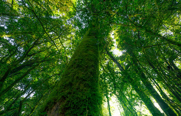 Wall Mural - Looking up view of tree trunk to green leaves of tree in forest with sun light. Fresh environment in green woods. Forest tree on sunny day. Natural carbon capture. Sustainable conservation and ecology