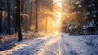 © Sunshine - A serene winter forest scene with a snow-covered path illuminated by the golden light of sunrise, creating a magical atmosphere.