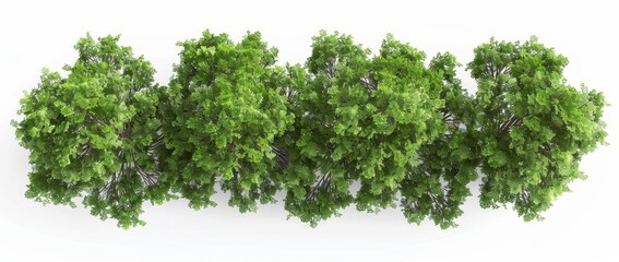 isolated green forest on a white background. 3d rendering - illustration