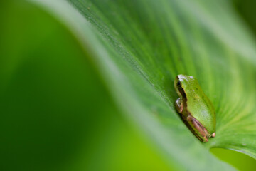 frog on leaf