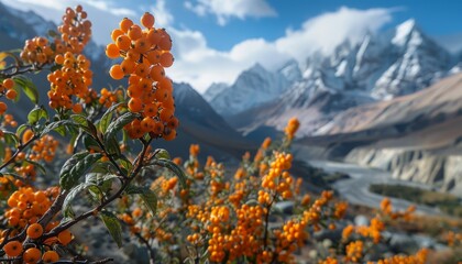 Sea buckthorn berries found in Pakistani mountains with Passu cones in the distance