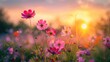 © TheWaterMeloonProjec - Colorful cosmos flowers in the field at sunrise