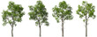© Krit - Cutout hardwood trees grown standing set on transparent backgrounds 3d illustrations png