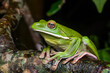 © NaturePL - White-lipped green tree frog (Litoria infrafrenata) portrait, Etty Bay, Wet Tropics World Heritage area, Queensland, Australia.