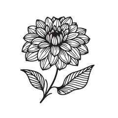 Dahlia flower black silhouette isolated on a white background.