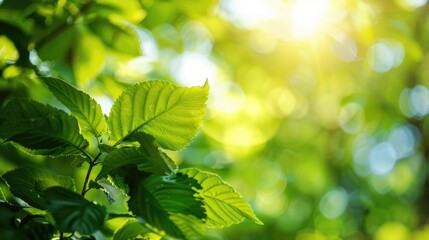 Wall Mural - green leaves in sunlight with blurred backdrop and copy space ecological wallpaper concept