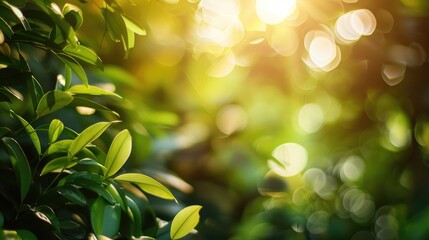 Wall Mural - green foliage on blurred background with sunlight and room for text product presentation mock up hig