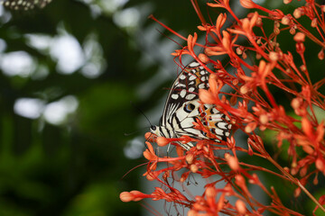 Wall Mural - The beautiful butterfly on flower is show beauty wing in nature garden