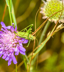 Wall Mural - green grasshopper on purple flower