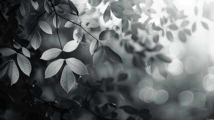 Wall Mural - blurred foliage background with light and dark monochrome hues