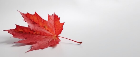 Wall Mural - Canada Independence Day. Red maple leaf on a white background, close-up. AI generated.