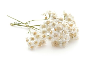 Wall Mural - Elegant Cluster of Yarrow Flowers in Full Bloom on White Background - Perfect for Botanical Design, Floral Arrangements, and Natural Decor