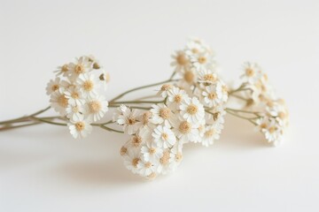 Wall Mural - Elegant Yarrow Flowers on a Soft White Background - Perfect for Nature-Themed Designs, Prints, Posters, or Cards