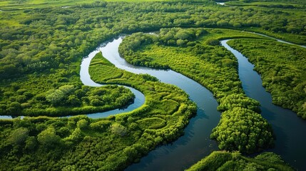 Wall Mural - lush river delta aerial view of winding waterways and verdant vegetation ecosystem biodiversity hotspot nature photography