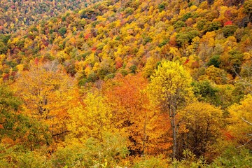 Wall Mural - View from the Blue Ridge Parkway in North Carolina in the autumn season with the trees showing peak fall color.