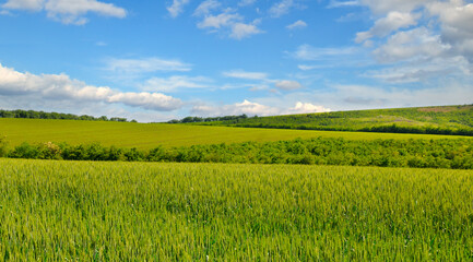 Wall Mural - Green wheat field and blue sky. Wide photo.