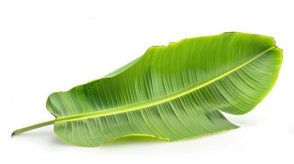 Canvas Print - Isolated fresh banana leaf