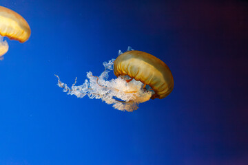 Poster - underwater photos of jellyfish chrysaora fuscescens jellyfish pacific sea nettle