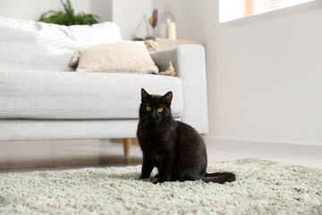 Wall Mural - Cute black cat sitting on carpet near sofa in living room