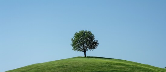 tree standing alone on a verdant hill under a clear blue sky with space for text