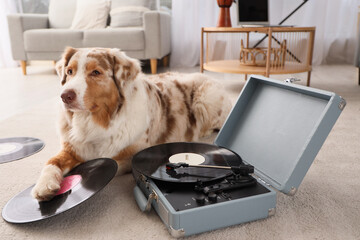 Poster - Cute Australian Shepherd dog lying on carpet with record player and vinyl disks at home