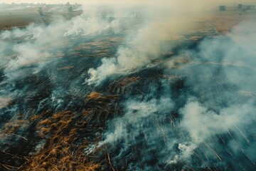 Wall Mural - Aerial view of large burnt sugar cane field in Brazil with great smoke