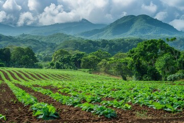 Cassava farm in the mountain forest