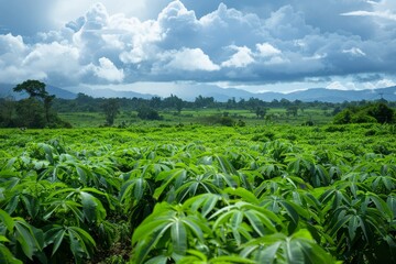 Cassava growing in lush green fields