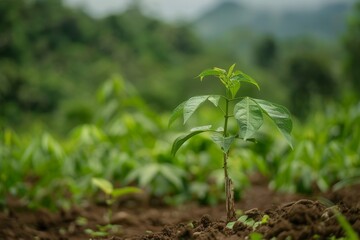 Wall Mural - Cassava sapling with blurred farm background