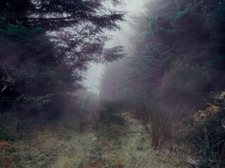 Wall Mural - small path between trees in the background. scene is calm and peaceful, as the rain creates a serene