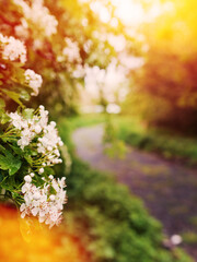 A beautiful white flower bush with a bright sun shining on it. The sun is casting a warm glow on the flowers, making them look even more vibrant and alive. The scene is peaceful and serene. City park