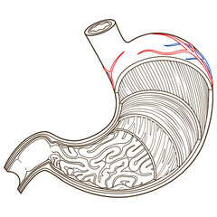 Wall Mural - Structure of stomach medical educational PNG illustration. Medicine science