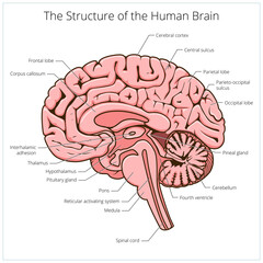 Wall Mural - Structure of human brain section schematic PNG illustration. Medical science educational illustration