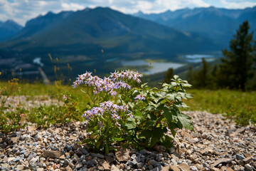 Wall Mural - Beautiful small wildflowers on the background of the gorgeous mountains of Banff National Park in Canada