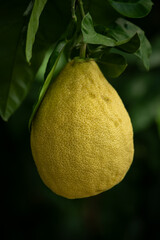 Canvas Print - Yellow lemon fruit on the tree.