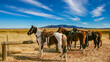 © PeteLori - A painted horse leads these saddled horses tied to the hitching post in the grasslands of the American Southwest near Tucson, Arizona.