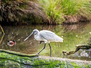 Wall Mural - Shovelnose Heron Strides Along Log