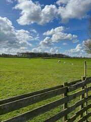 Poster - Beautiful rural landscape with sheep grazing on green field