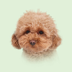 Wall Mural - Portrait of cute Maltipoo dog on light green background