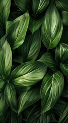 Poster - Leaves, Beautiful wallpaper, 4k wallpaper , green leaves - generative ai